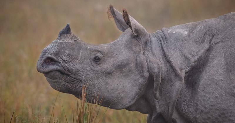 Freepik/vladimircech